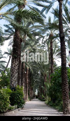 Jardín Huerto del Cura, das Juwel von Elches historischem Palmenhain, dem Palmeral Stockfoto