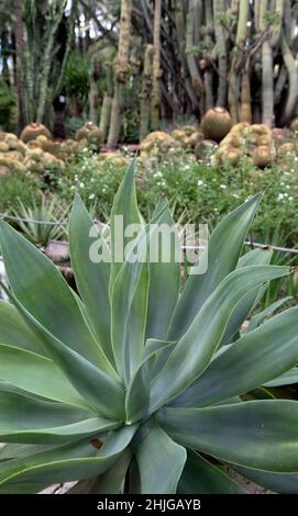 Jardín Huerto del Cura, das Juwel von Elches historischem Palmenhain, dem Palmeral Stockfoto