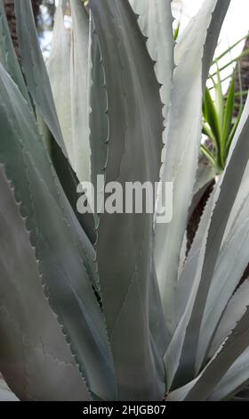 Jardín Huerto del Cura, das Juwel von Elches historischem Palmenhain, dem Palmeral Stockfoto