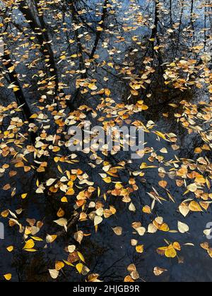 Cottonwood-Blätter schweben auf der Oberfläche eines Seitenkanals des Boise River im Barber Park in Idaho. Stockfoto