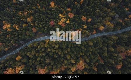 Luftaufnahme eines schönen Waldes Stockfoto