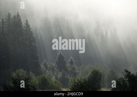 Nach dem ersten Frost des Jahres im Sommer leuchten bei Sonnenaufgang Sonnenstrahlen durch einen Wald. Yaak Valley, MT. (Foto von Randy Beacham) Stockfoto