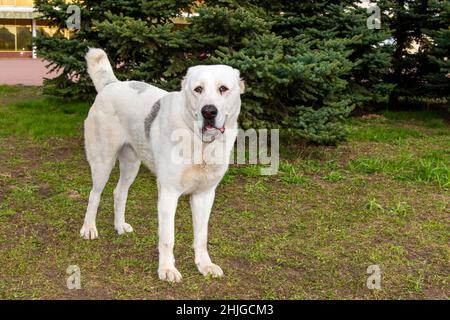 Zentralasiatischer Schäferhund sieht beiseite. Zentralasiatischer Schäferhund steht auf dem Gras im Park. Stockfoto