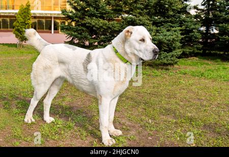 Zentralasiatischer Schäferhund Profil. Zentralasiatischer Schäferhund steht auf dem Gras im Park. Stockfoto