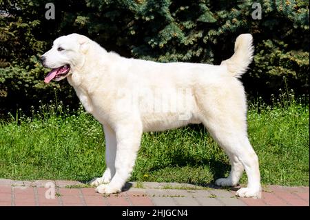 Zentralasiatischer Schäferhund Profil. Central Asian Shepherd steht auf dem Rasen im Park. Stockfoto