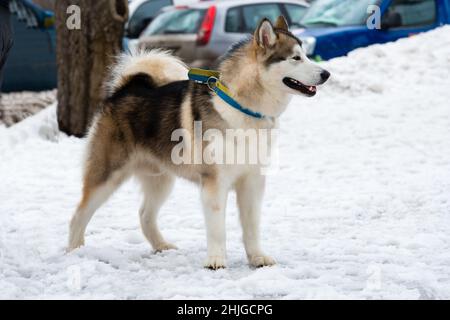 Alaskan Malamute im Schnee. Alaskan Malamute spaziert im Snowpark. Stockfoto