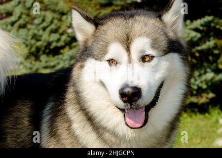 Porträt von Alaskan Malamute. Der Alaskan Malamute im Stadtpark. Stockfoto