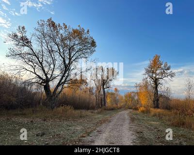 Die frühe Morgensonne beleuchtet verbliebene goldene Blätter auf Bäumen entlang des Kiesweges in Boise's Harris Ranch. Stockfoto