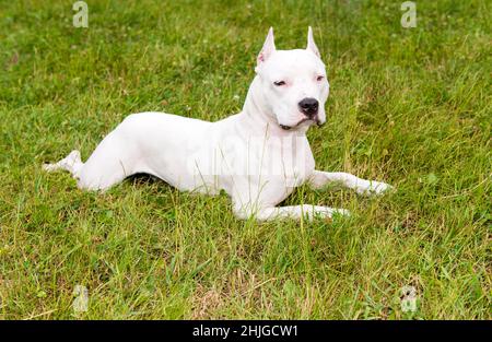 American Staffordshire Terrier lügt. Der amerikanische Staffordshire Terrier liegt auf dem Rasen. Stockfoto