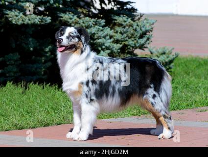 Australian Shepherd im Profil. Der Australian Shepherd steht im Stadtpark. Stockfoto