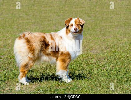 Australian Shepherd schaut in die Kamera. Der Australian Shepherd steht auf dem grünen Gras. Stockfoto