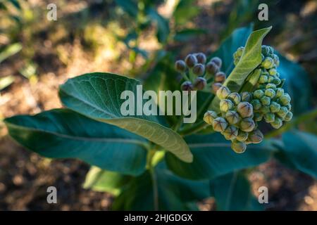 Milchkrautkraut (Asclepias syriaca) in der Frühsaison beginnt in der Nähe des Halverson Lake im Canyon County in Idaho zu blühen. Stockfoto