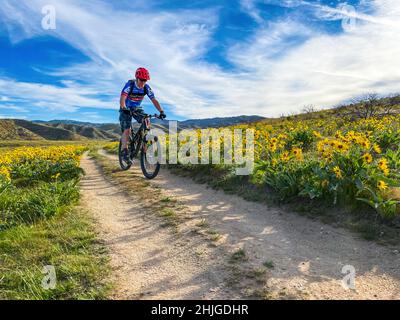 Am frühen Morgen reiten die Radfahrer durch ein Feld von Pfeilblatt-Balsamroot (Balsamorhiza sagittata). Stockfoto