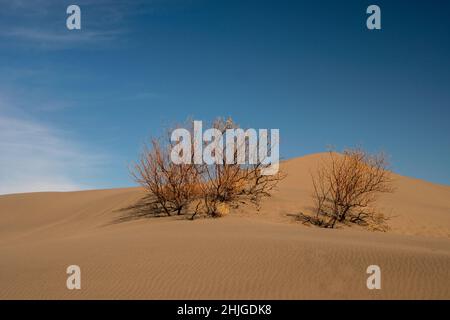 Am frühen Frühlingsnachmittag im Bruneau Dunes State Park in Idaho Stockfoto