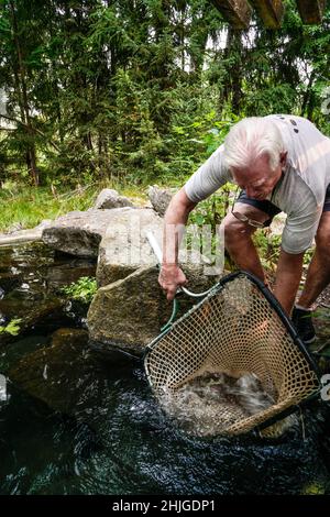 Mitarbeiter von Idaho Fish and Game liefern Wenatchee River Basin Sockeye Lachs an den MKNC „Alpine Lake“; MKNC-Freiwillige sind maßgeblich an der Übertragung beteiligt Stockfoto