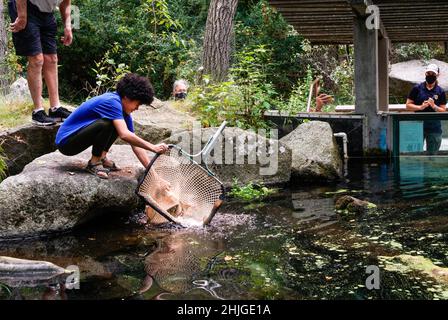 Mitarbeiter von Idaho Fish and Game liefern Wenatchee River Basin Sockeye Lachs an den MKNC „Alpine Lake“; MKNC-Freiwillige sind maßgeblich an der Übertragung beteiligt Stockfoto