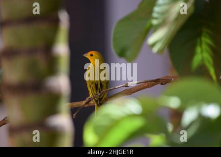 Canarinhos (Sicalis flaveola) Stockfoto