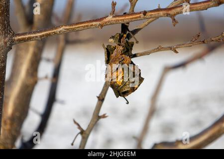 Verfaulten Apfel auf einem Ast. Stockfoto