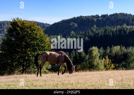 Braunes Pferd grast an einem sonnigen Tag auf einer Wiese mit Wald auf dem Hintergrund. Stockfoto