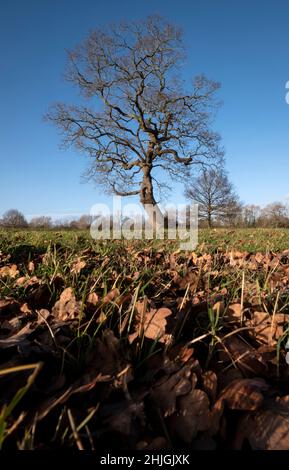 Ein alter Eichenbaum in Wintersonne mit kupferfarbenen Blättern, die rund um Worcestershire, England, auf dem Boden liegen. Stockfoto