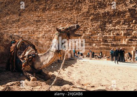 Fantastische Aussicht auf ein Kamel, das in der Zinnigkeit der großen Pyramiden von gizeh kniet und brüllt. Verschwommene Personen im Hintergrund Stockfoto