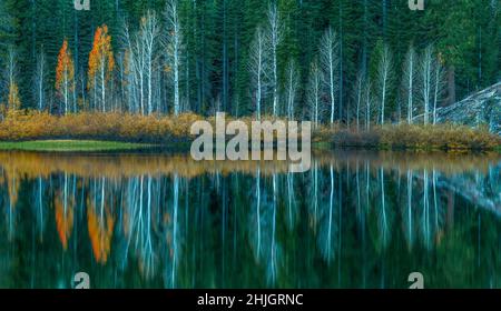 Aspen, Populus Tremula, Weiden, Gold Lake, Plumas National Forest, Kalifornien Stockfoto