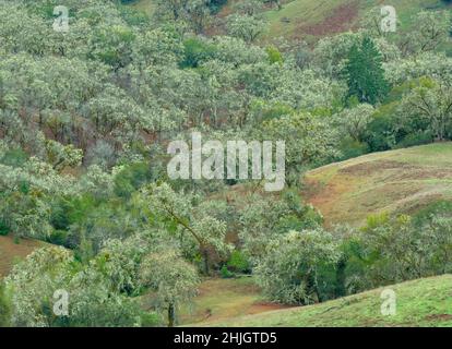 Valley Oaks, Quercus lobata, Yorkville Highlands, Mendocino County, Kalifornien Stockfoto