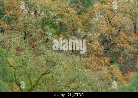 Herbst, Valley Oaks, Quercus lobata, Yorkville Highlands, Mendocino County, Kalifornien Stockfoto