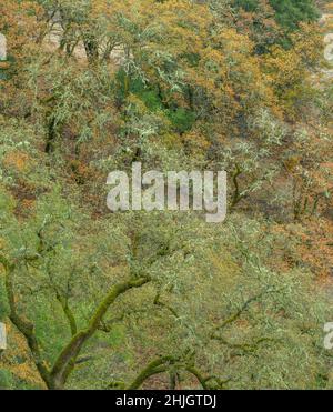 Herbst, Valley Oaks, Quercus lobata, Yorkville Highlands, Mendocino County, Kalifornien Stockfoto