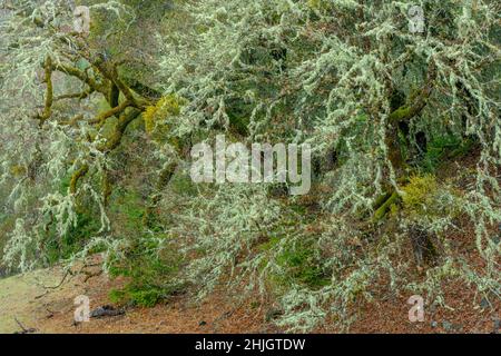 Valley Oaks, Quercus lobata, Yorkville Highlands, Mendocino County, Kalifornien Stockfoto