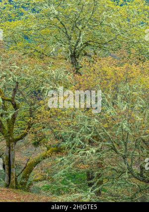 Spring Buds, Valley Oaks, Quercus lobata, Yorkville, Mendocino County, Kalifornien Stockfoto