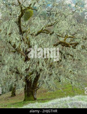 Valley Oaks, Quercus lobata, Yorkville, Mendocino County, Kalifornien Stockfoto