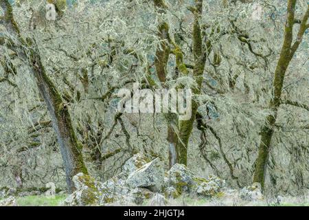 Valley Oaks, Quercus lobata, Yorkville Highlands, Mendocino County, Kalifornien Stockfoto