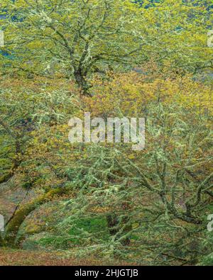 Spring Buds, Valley Oaks, Quercus lobata, Yorkville, Mendocino County, Kalifornien Stockfoto