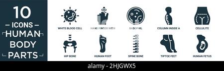 Gefüllte menschliche Körperteile Icon Set. Enthalten flache weiße Blutkörperchen, Handfinger mit einem Band, Basophil, Säule in einem männlichen menschlichen Körper in der Seitenansicht, ce Stock Vektor