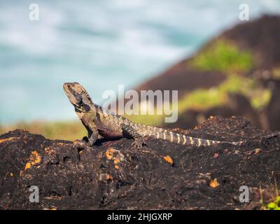 Eidechse auf Eis. Ein australisches Reptil, Wasserdrache, sonnt sich in der Sommersonne am Meer. Stockfoto