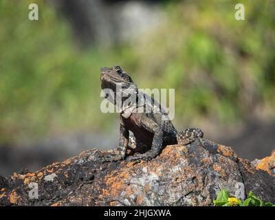 Eidechse auf den Felsen. Eine Nahaufnahme des australischen Reptils, Water Dragon, der sich mit einem Lehnen zur Seite stellt, vorsichtig vor seiner Umgebung, und sich in der Sommersonne sonnt. Stockfoto