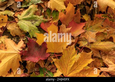 Gefallene Blätter bedeckten den Boden im herbstlichen Wald. Nahaufnahme von bunten Ahornblättern an einem sonnigen Tag. Herbststimmung. Tilt-Shift-Effekt. Weicher Fokus Stockfoto