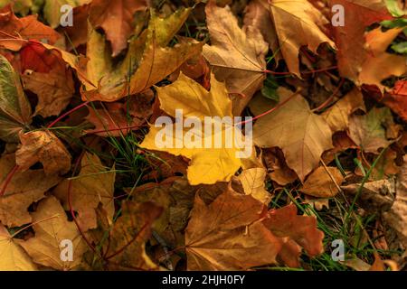 Makro-Foto von gelbem Ahornblatt auf dem Boden. Herbstblätter im herbstlichen Park. Herbststimmung. Tilt-Shift-Effekt. Softfokus-Fotografie. Saison Stockfoto