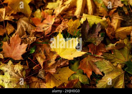 Makro-Foto von gelbem Ahornblatt auf dem Boden. Herbstblätter im herbstlichen Park. Herbststimmung. Geringe Schärfentiefe. Softfokus-Fotografie. Se Stockfoto