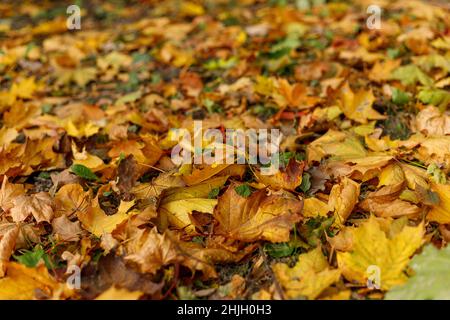 Abgefallene Ahornblätter auf dem Boden. Makrofoto von gelbem Laub in warmen Sonnenstrahlen. Saisonales Landkonzept. Tilt-Shift-Effekt. Automatischer Weichfokus Stockfoto