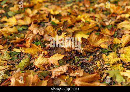 Gelb gestürzte Blätter auf dem Boden. Makrofoto von Laub in warmem Sonnenlicht. Saisonales Urlaubskonzept. Tilt-Shift-Effekt. Weicher Fokus Herbst Wald ph Stockfoto