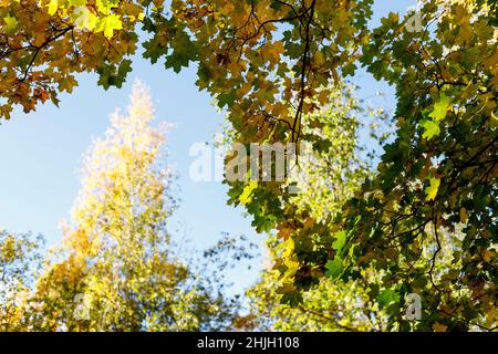 Kronen von Herbstbäumen mit bunten Blättern gegen blauen Himmel. Oder Herbst vibes Szene. Indische Sommerfotografie mit weichem Fokus. Verschwommenes saisonales Naturerlebnis Stockfoto