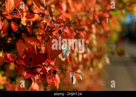 Bush mit bunten Blättern, die durch warmes Sonnenlicht hervorgehoben werden. Gemütliche Herbstszene. Heller Herbsthintergrund mit Bokeh. Herbstlicher Garten an einem sonnigen Tag weiche Focu Stockfoto