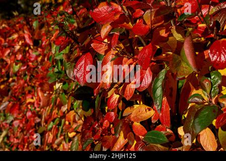 Bush mit bunten Blättern, die durch warmes Sonnenlicht hervorgehoben werden. Gemütliche Herbstszene. Heller Herbsthintergrund mit Bokeh. Herbstlicher Garten an einem sonnigen Tag weiche Focu Stockfoto