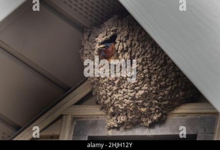 Cliff Swallow brütet in der Schlucht eines nördlichen Wisconsin-Hauses. Stockfoto