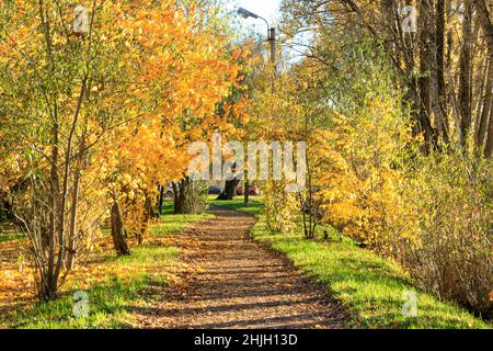 Stadtpark im Herbst sonnigen Tag. Pfad mit abgefallenen Blättern übersät. Selektive Fokusfotografie. Geringe Schärfentiefe. Stockfoto