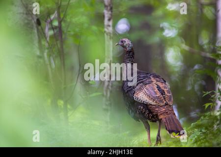 Tom turkey in einem Wald im Norden von Wisconsin. Stockfoto