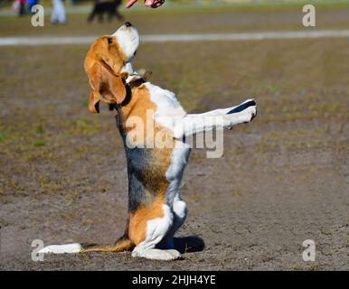 Das pflichtbewusste Bigle. Der Beagle steht im Park. Stockfoto