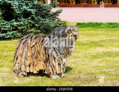 Bergamasco Shepherd im Profil. Der Bergamasco Shepherd steht auf dem grünen Gras im Park. Stockfoto